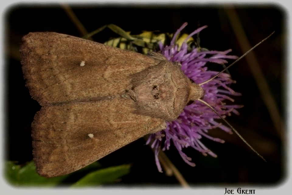 Mythimna albipuncta - fehérpettyes rétibagoly