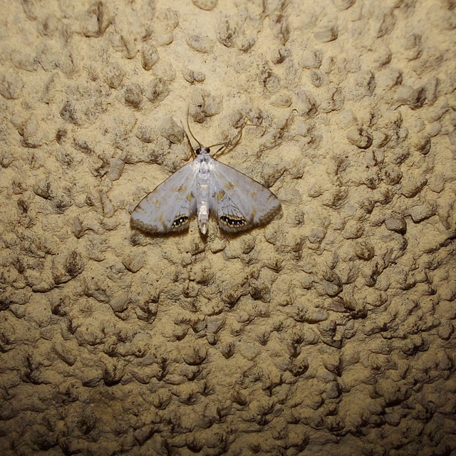 Cataclysta lemnata - békalencsemoly