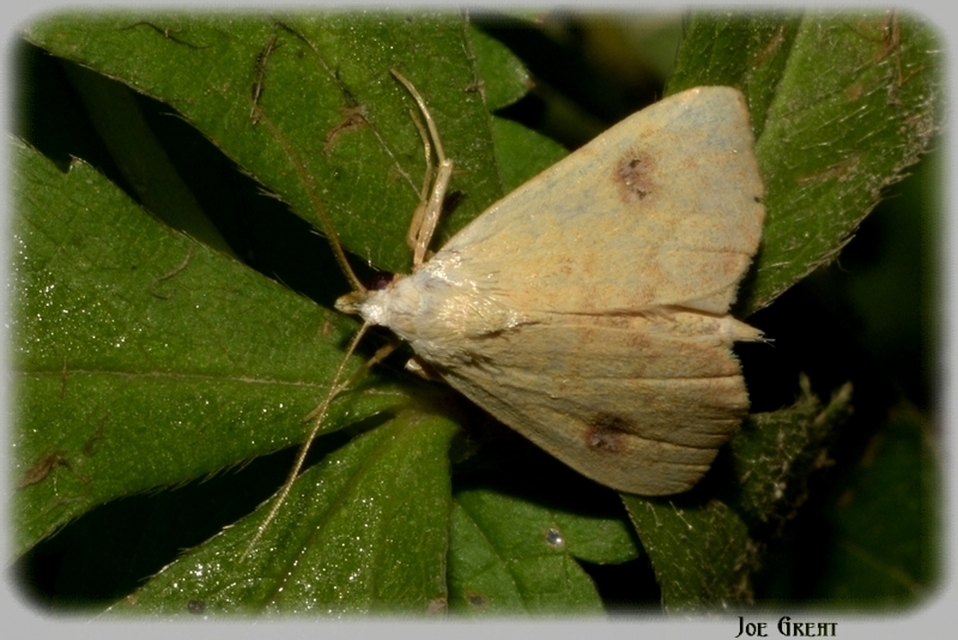 Rivula sericealis - selymes lórombagoly