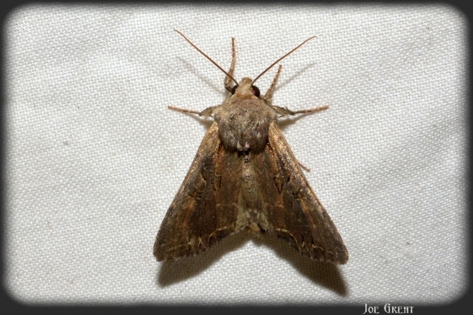 Lacanobia suasa - tarka kertibagoly