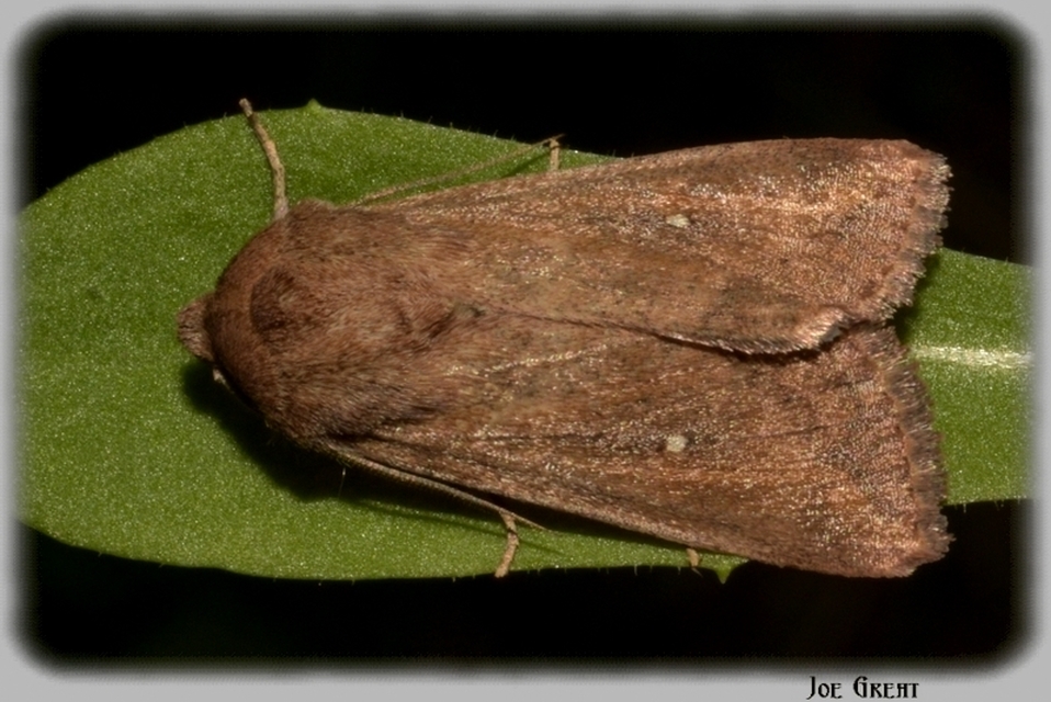 Mythimna albipuncta - fehérpettyes rétibagoly