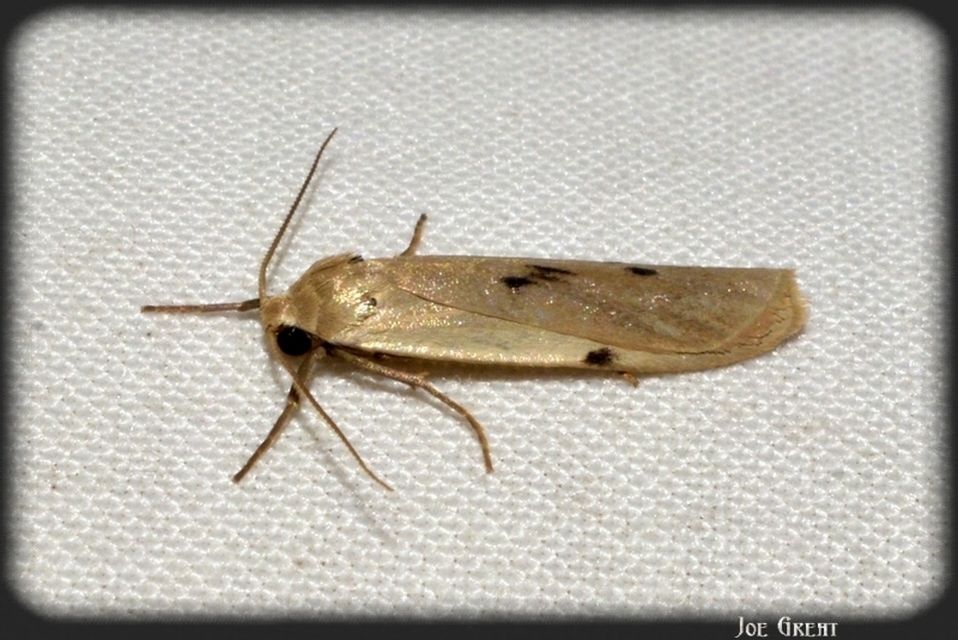 Pelosia muscerda - hamvas zuzmószövő