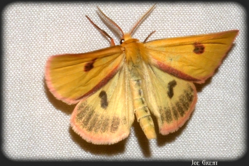 Diacrisia sannio - vörösszélű medvelepke