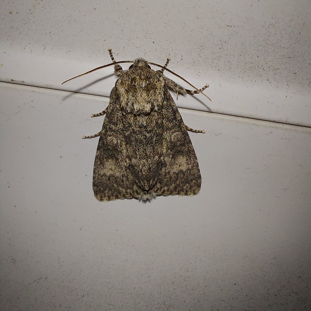 Acronicta megacephala - nagyfejű szigonyosbagoly