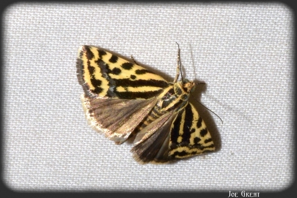 Emmelia trabealis - zebrabagoly