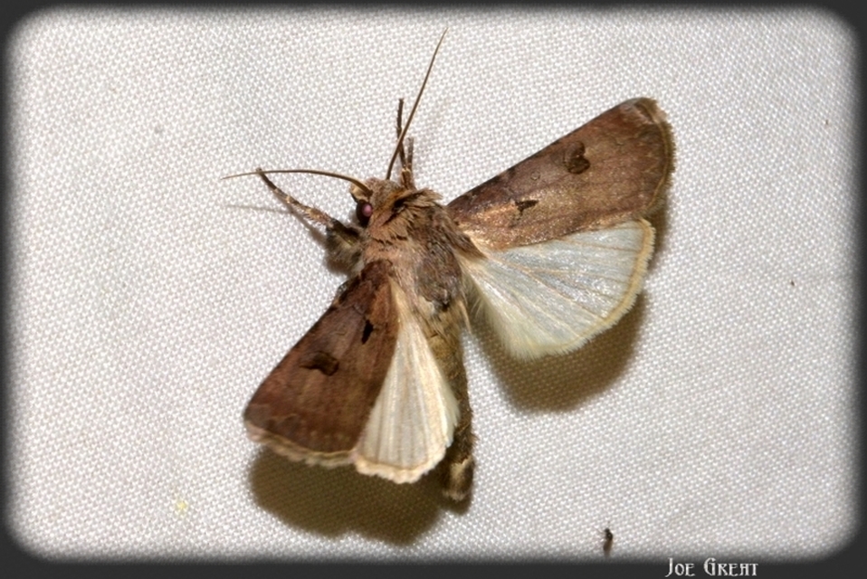 Agrotis exclamationis - felkiáltójeles földibagoly