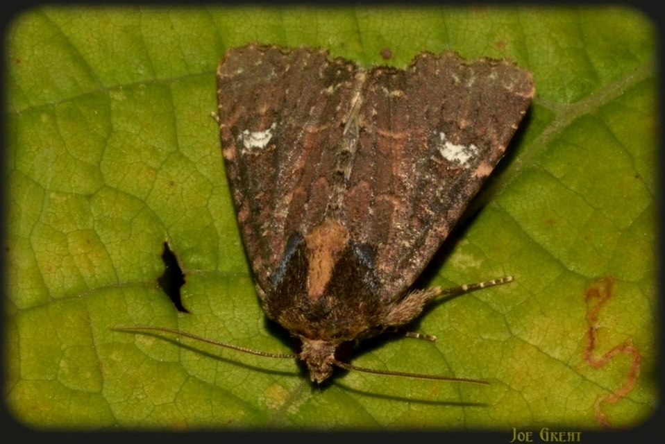 Mesapamea secalella/secalis