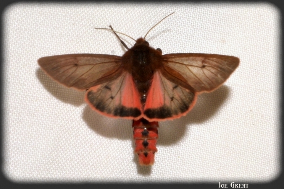 Phragmatobia fuliginosa - füstös medvelepke