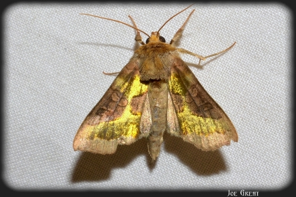 Diachrysia chrysitis - aranybagoly