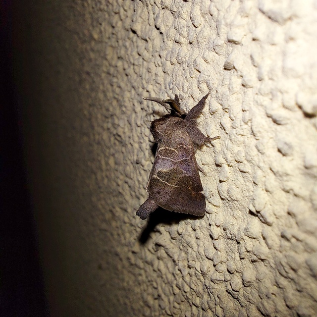 Clostera pigra - apró levélszövő