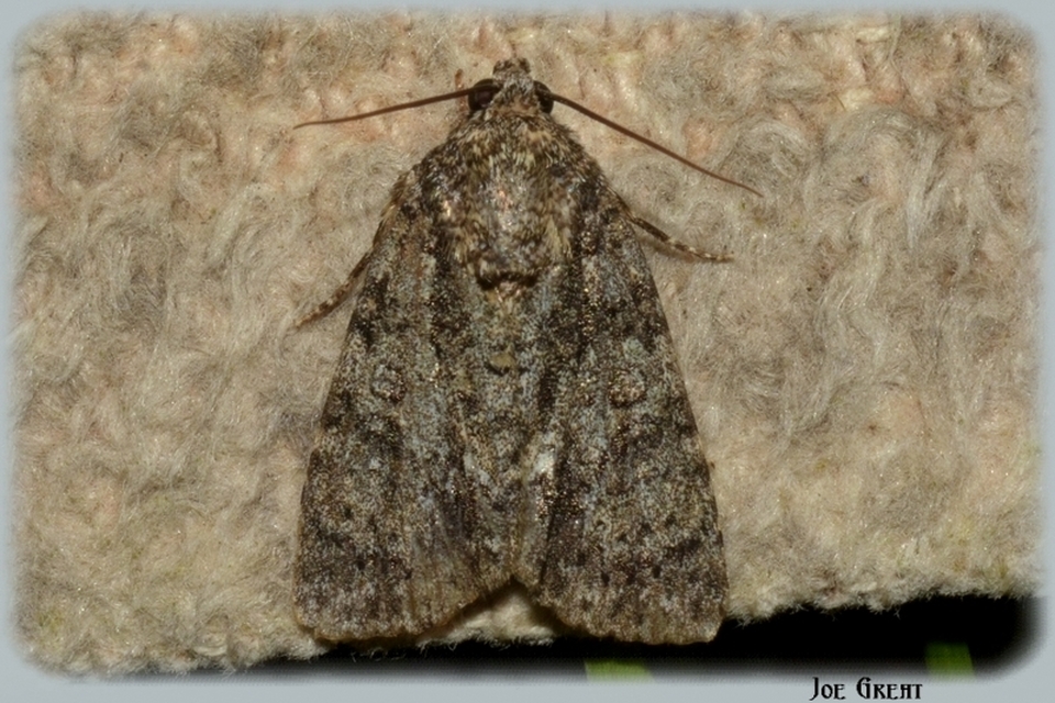 Acronicta rumicis - sóska-szigonyosbagoly