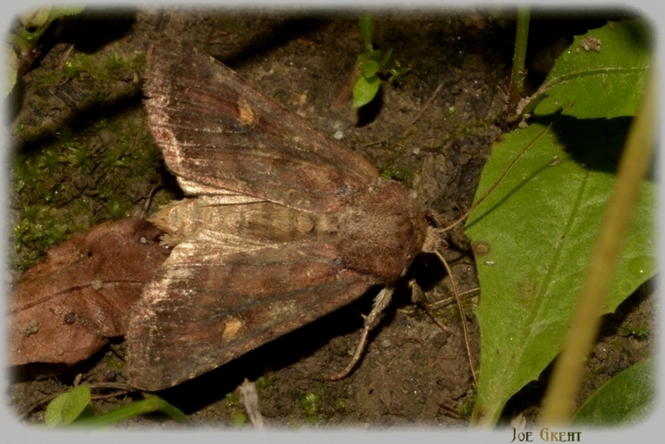 Lacanobia oleracea - saláta-kertibagoly