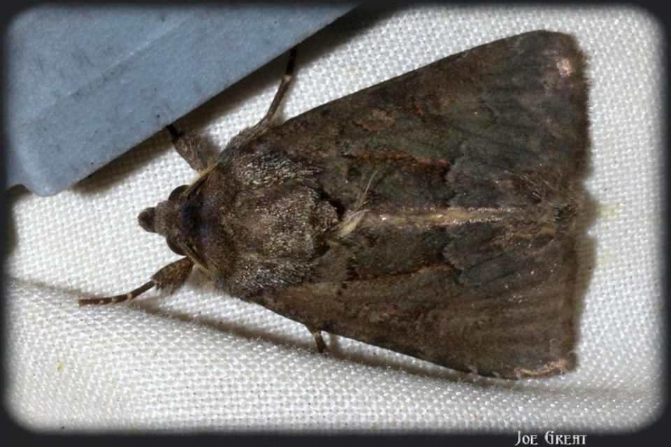 Thalpophila matura - fakó erdeibagoly
