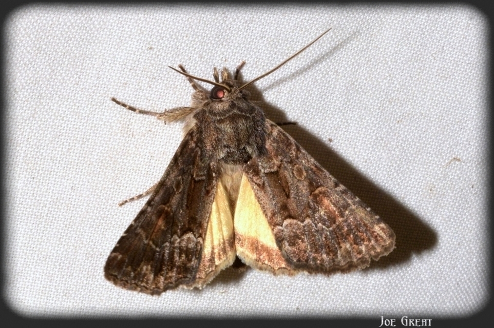 Thalpophila matura - fakó erdeibagoly