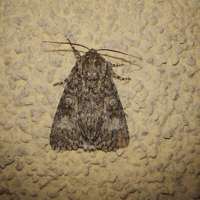 Acronicta megacephala - nagyfejű szigonyosbagoly