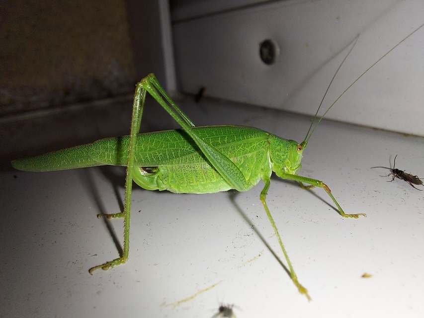 Phaneroptera nana - pontozott repülőszöcske
