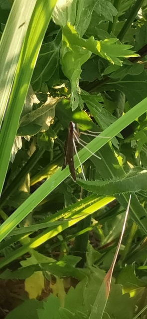 Dolicharthria punctalis - hosszúlábú tűzmoly