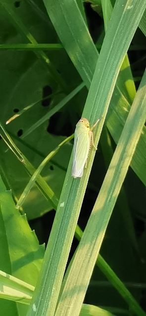 Cicadella viridis - méregzöld kabóca