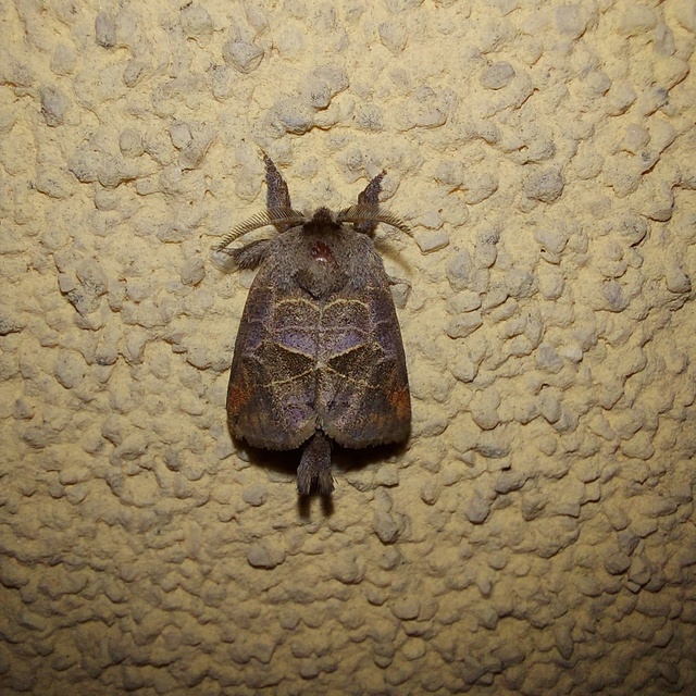 Clostera pigra - apró levélszövő