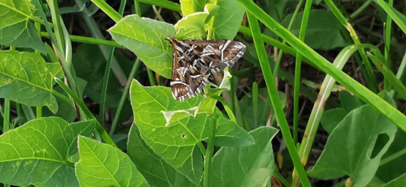 Diasemia reticularis - betűmintás tűzmoly