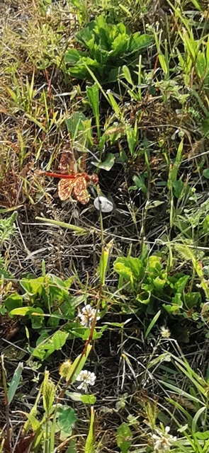 Sympetrum fonscolombii - vándor katona-szitakötő