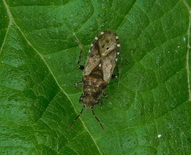 Heterogaster