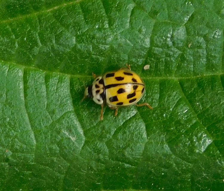 Propylea quatuordecimpunctata - tizennégypettyes füsskata