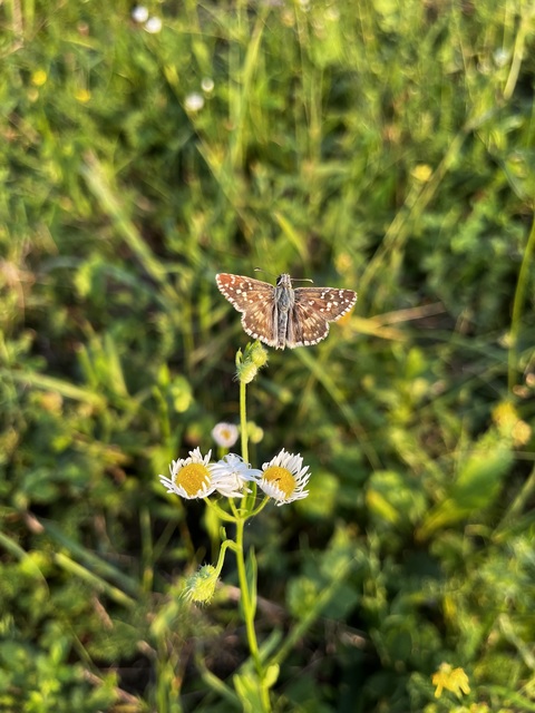 Pyrgus armoricanus - feles busalepke
