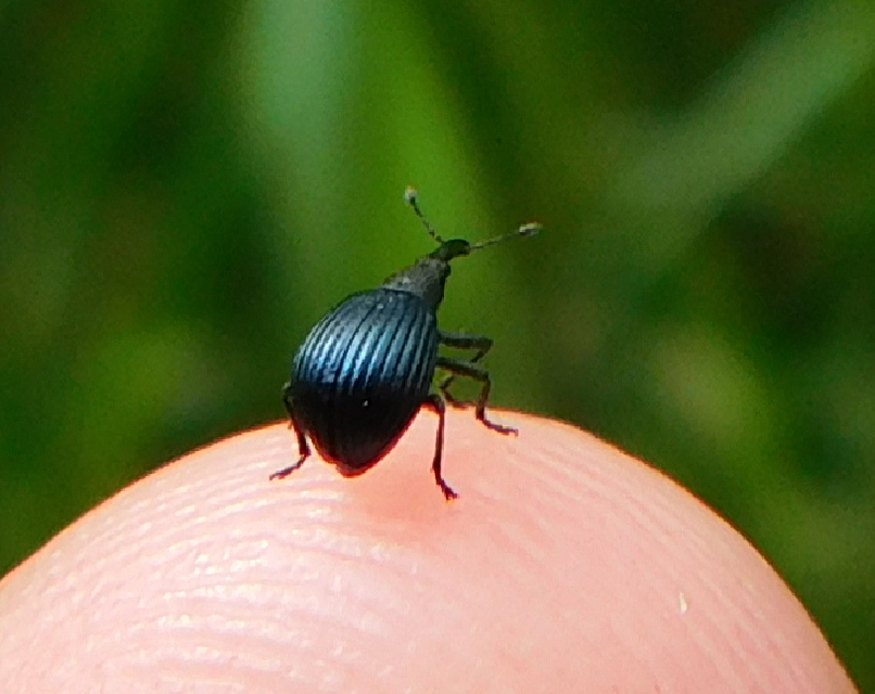 Holotrichapion pisi - lucernarügy-cickányormányos