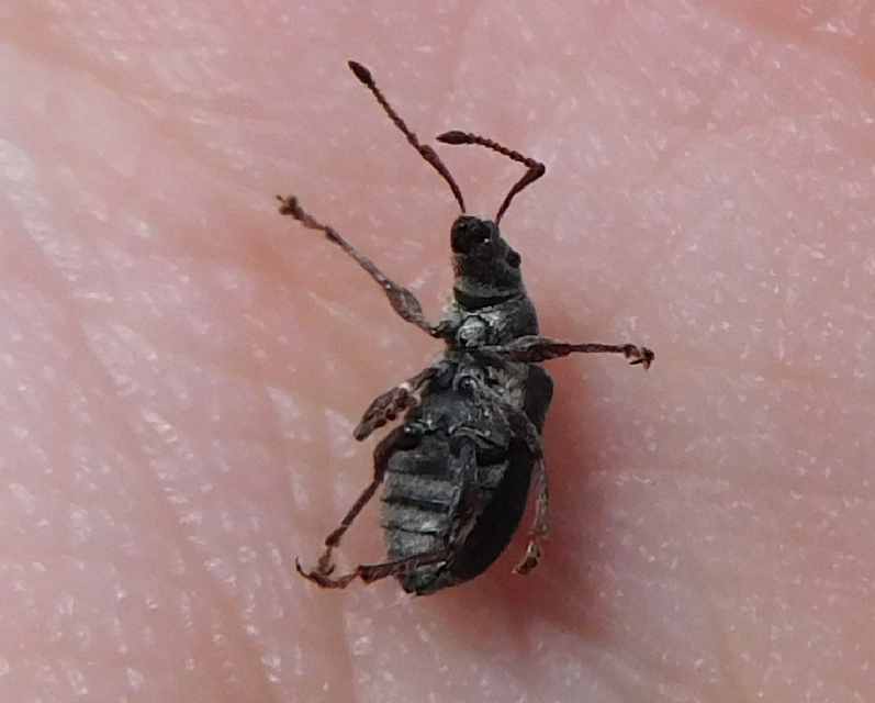 Phyllobius pyri - gyümölcsfa-levélormányos
