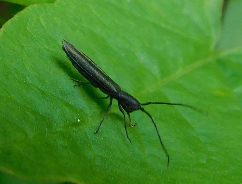 Theophilea subcylindricollis - hengeres szalmacincér Theophilea subcylindricollis - hengeres szalmacincér