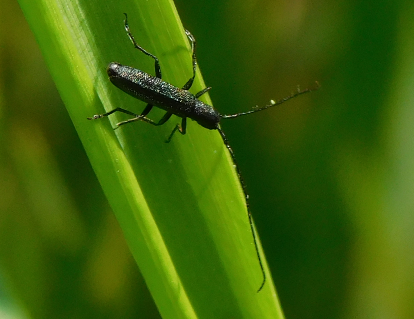 Theophilea subcylindricollis - hengeres szalmacincér Theophilea subcylindricollis - hengeres szalmacincér