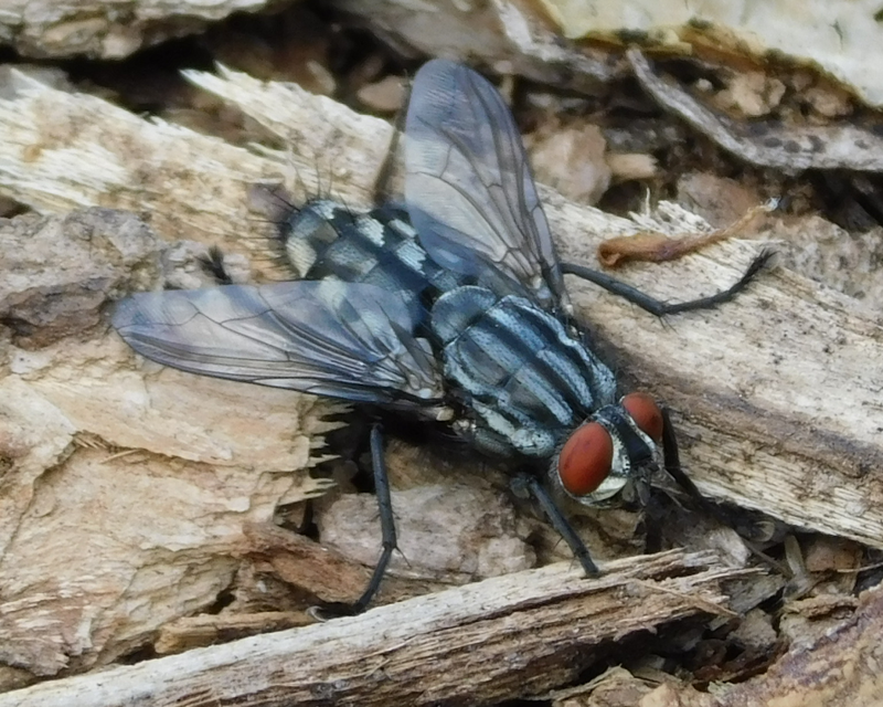 Sarcophagidae - húslégyfélék
