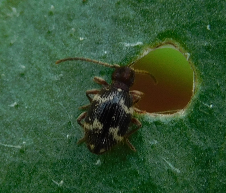 Ptinus rufipes - vöröslábú tolvajbogár