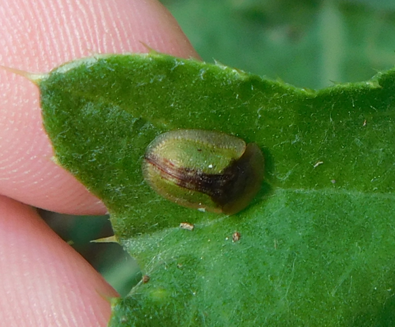 Cassida Cassida