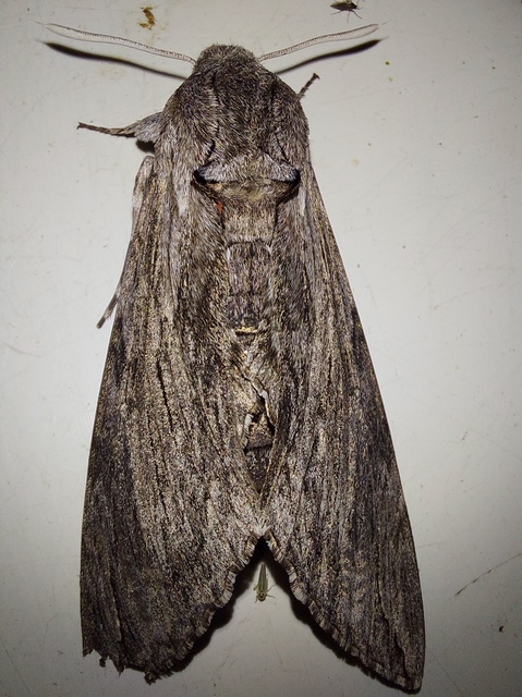 Agrius convolvuli - szulákszender