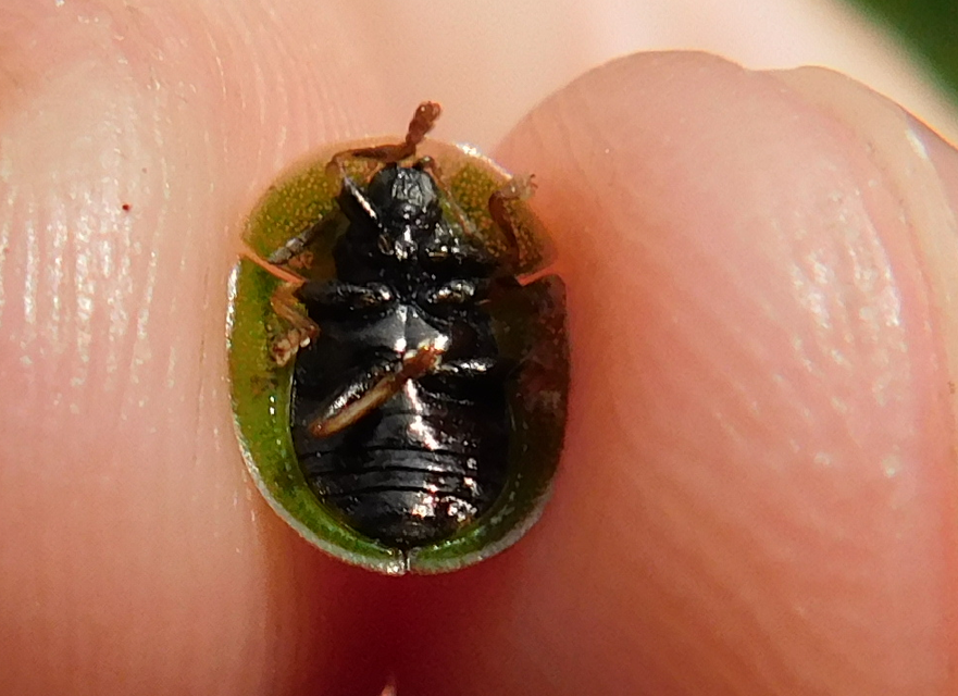 Cassida rubiginosa - lapos pajzsbogár Cassida rubiginosa - lapos pajzsbogár