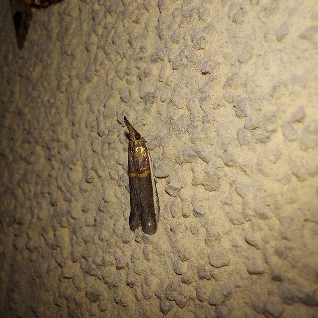 Etiella zinckenella - akácmoly
