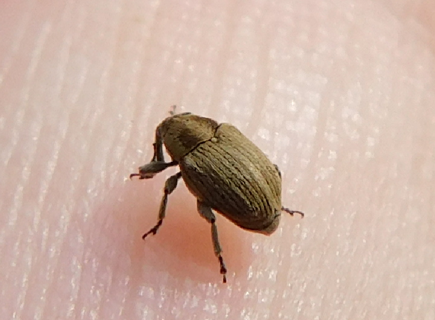 Sibinia pellucens - mécsvirágormányos