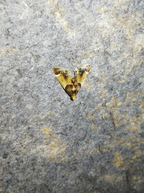 Pyralis farinalis - lisztilonca