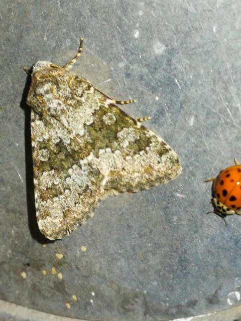Hecatera dysodea - parajbagoly
