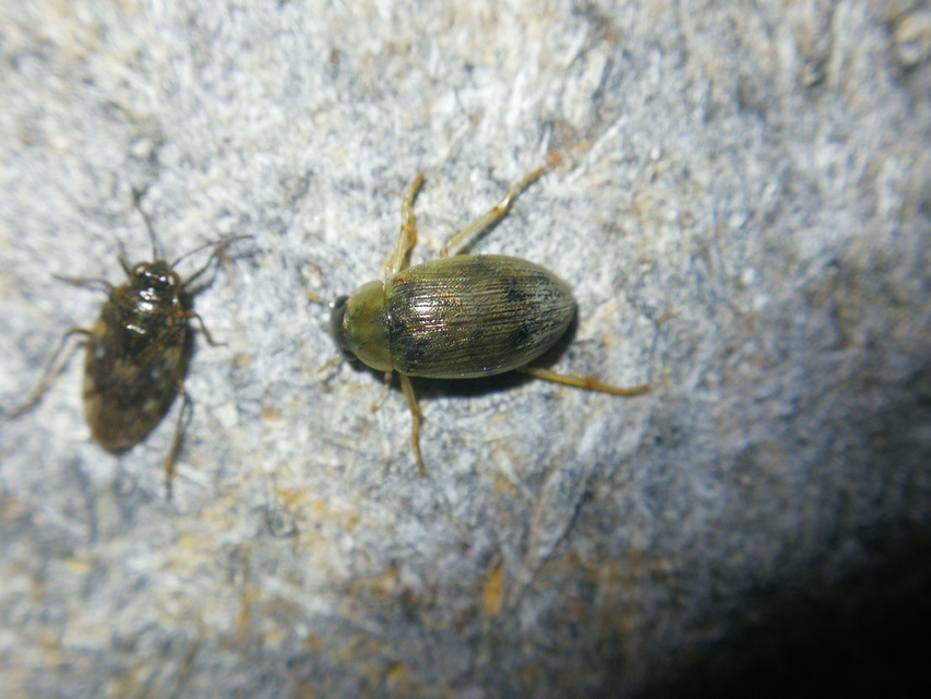 Berosus frontifoveatus - tüskés szemescsibor Berosus frontifoveatus - tüskés szemescsibor