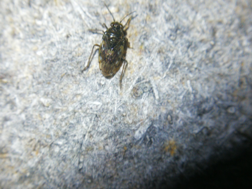 Saldidae - partipoloskák