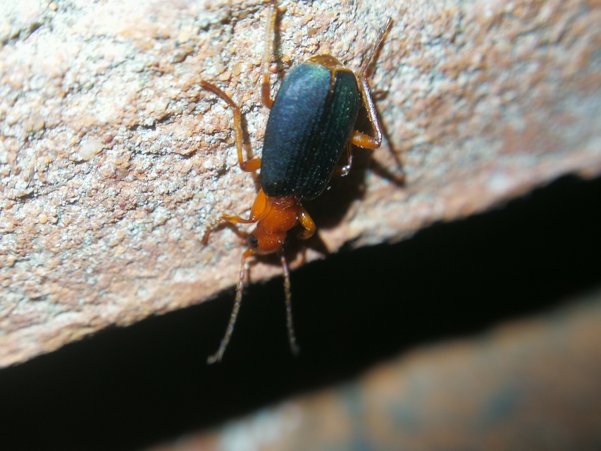 Brachinus