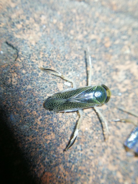 Corixidae - búvárpoloskák Corixidae - búvárpoloskák