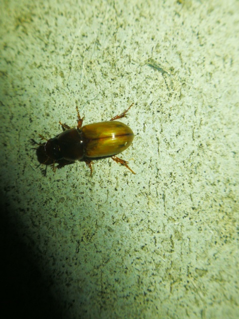 Bodilus ictericus