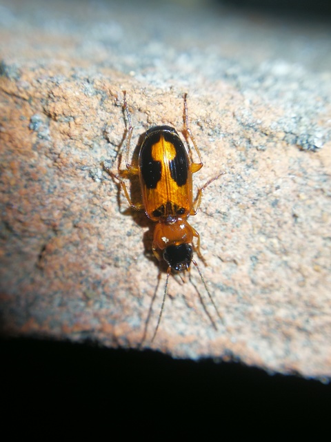 Badister meridionalis - közönséges posványfutonc