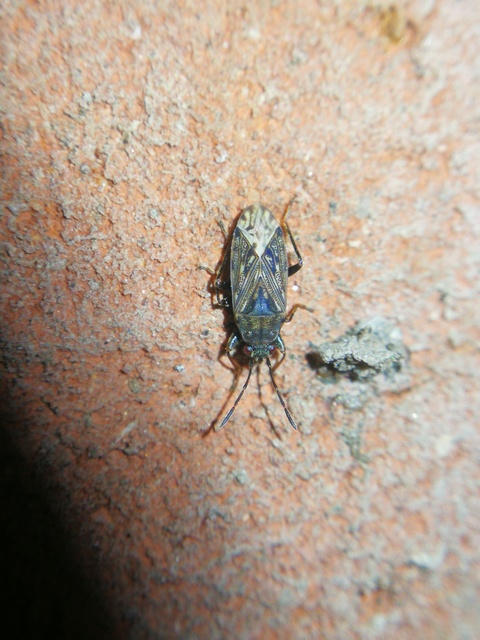 Peritrechus gracilicornis - vékonycsápú feketésbodobács