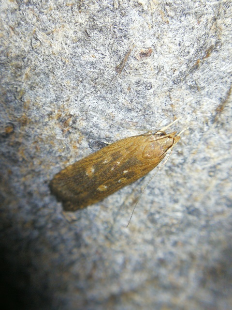 Helcystogramma triannulella - szuláksodró lápimoly