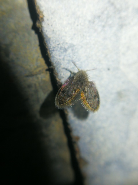 Psychodidae - lepkeszúnyogok